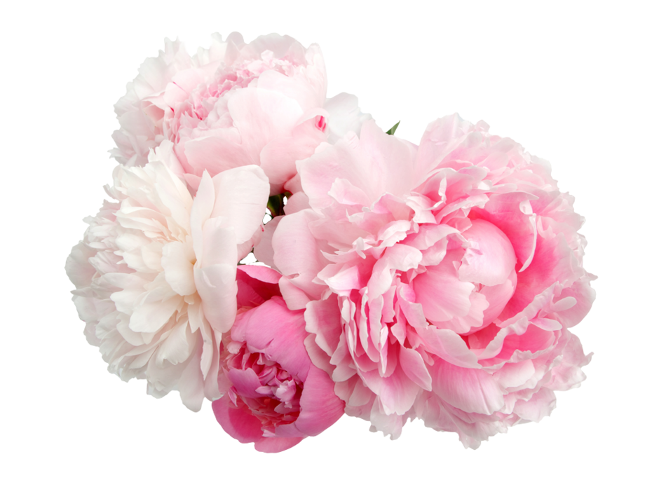 Mehrere rosa und weiße Pfingstrosenblüten