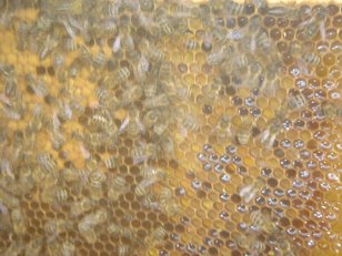 Nahaufnahme eines Bienenschaukastens mit Bienenwaben und Bienen