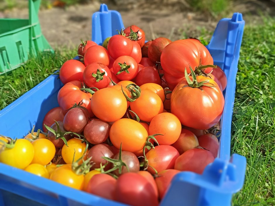 Bunte Tomaten aus der Ernte, in einem blauen Korb.