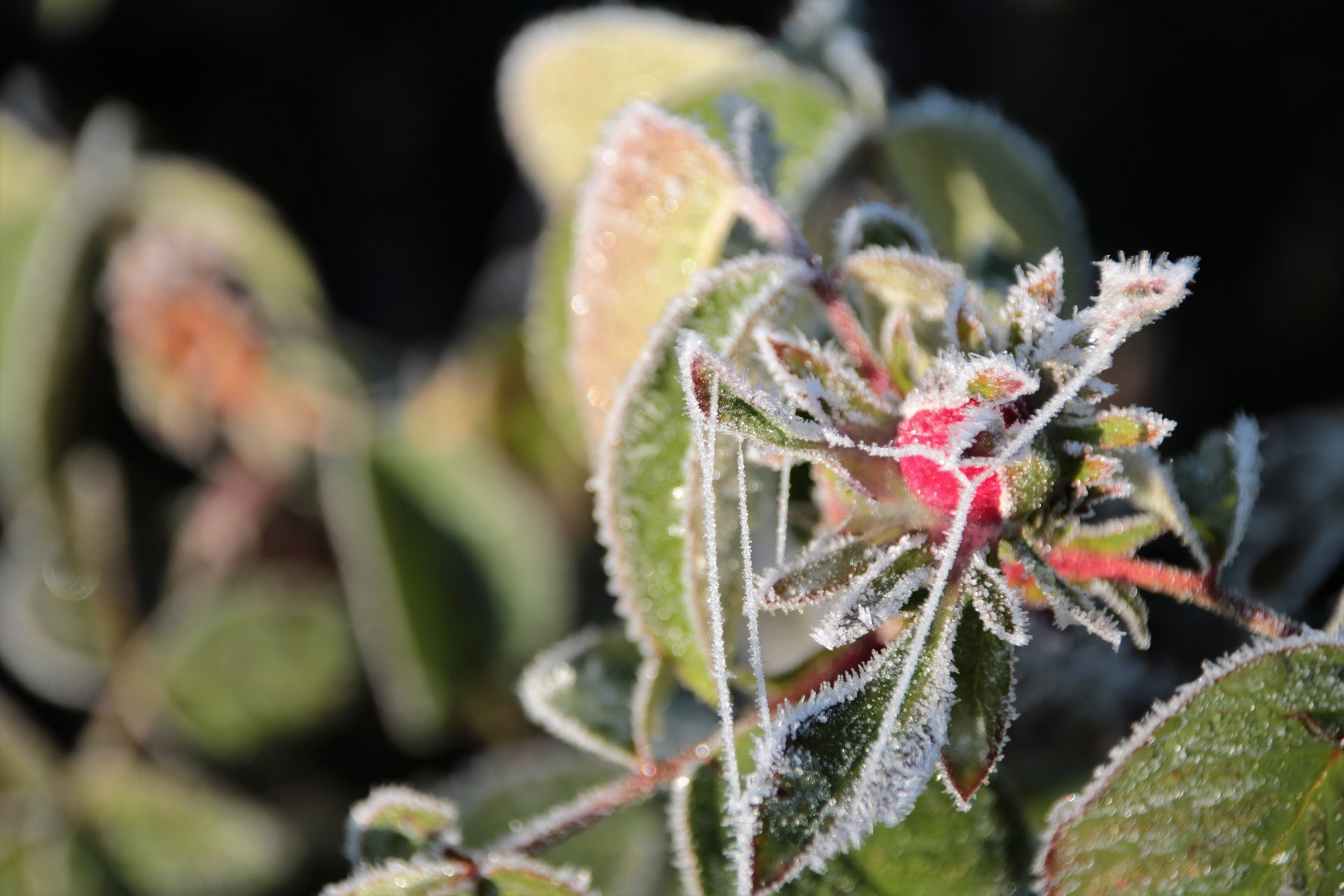 Eine gefrorenen Rose mit frostigen Blättern