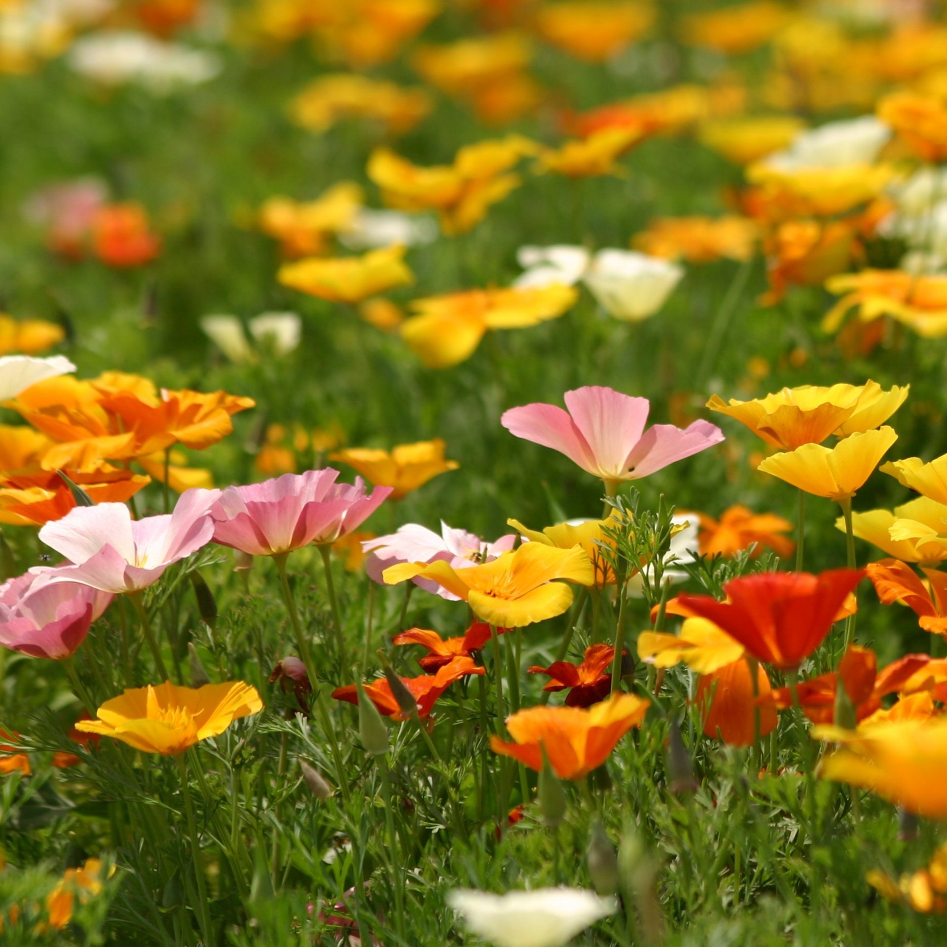 Bunte Blumenwiese im Frühling mit verschiedenen Farben.