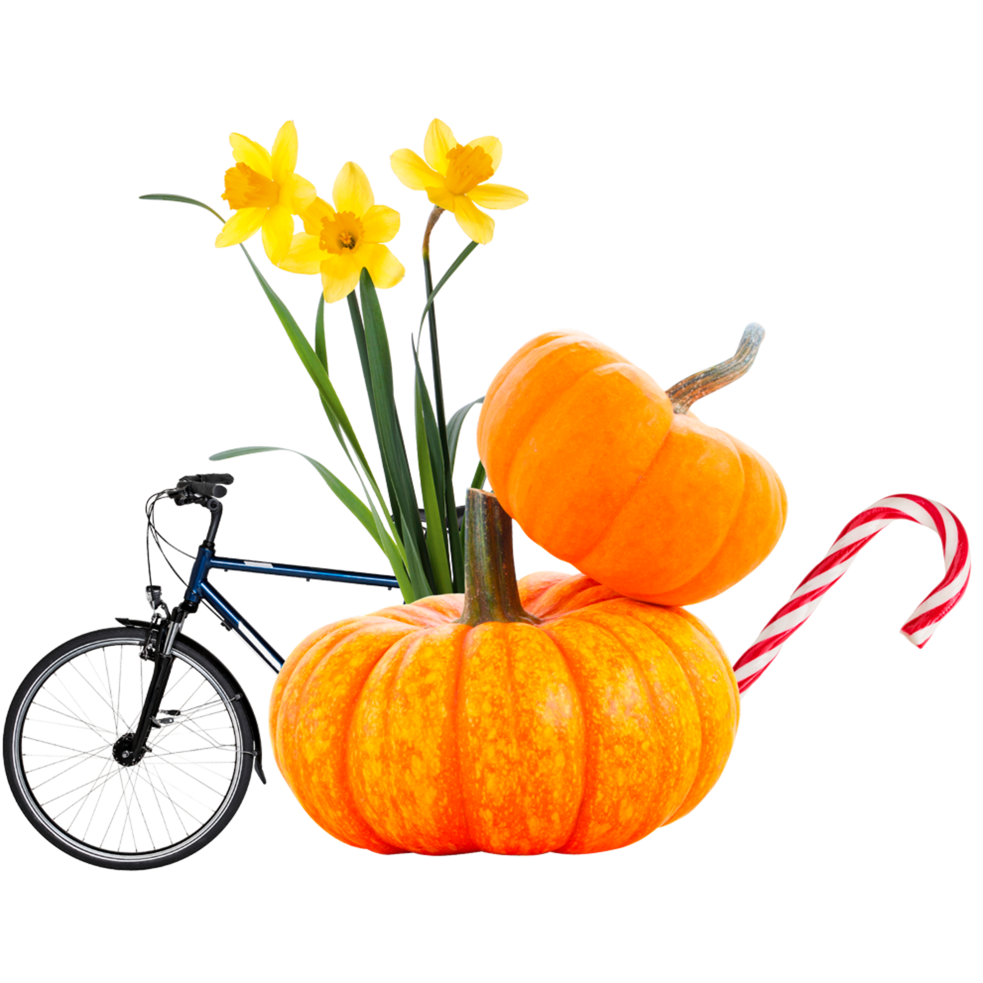 Zwei orangefarbene Kürbisse, gelbe Narzissen, ein rotes und weißes Zuckerstangenstück und ein blaues Fahrrad vor schwarzem Hintergrund