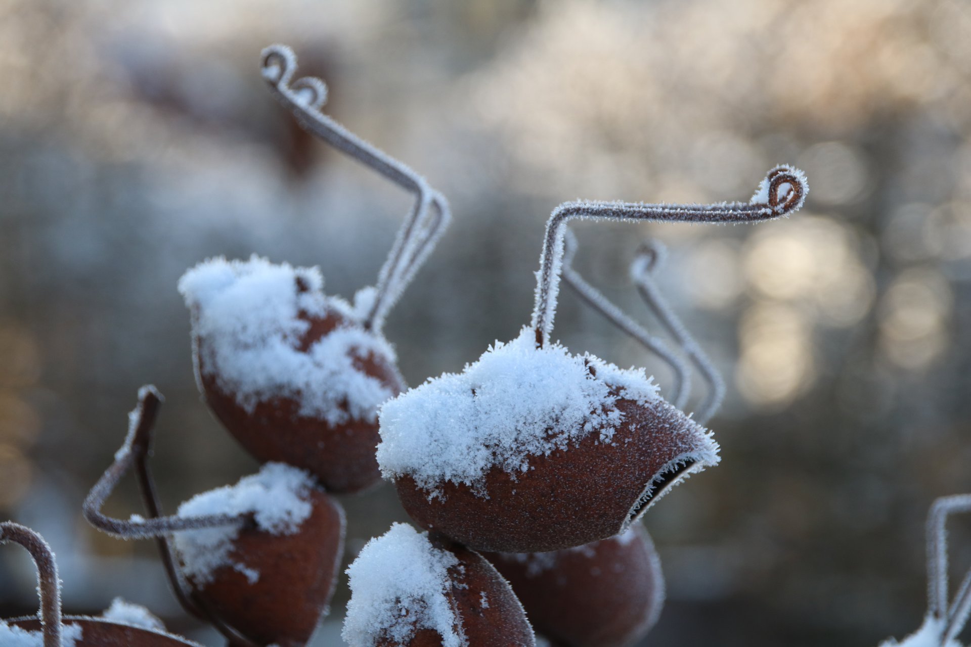 Gefrorene Pflanzen mit Schnee im Winter