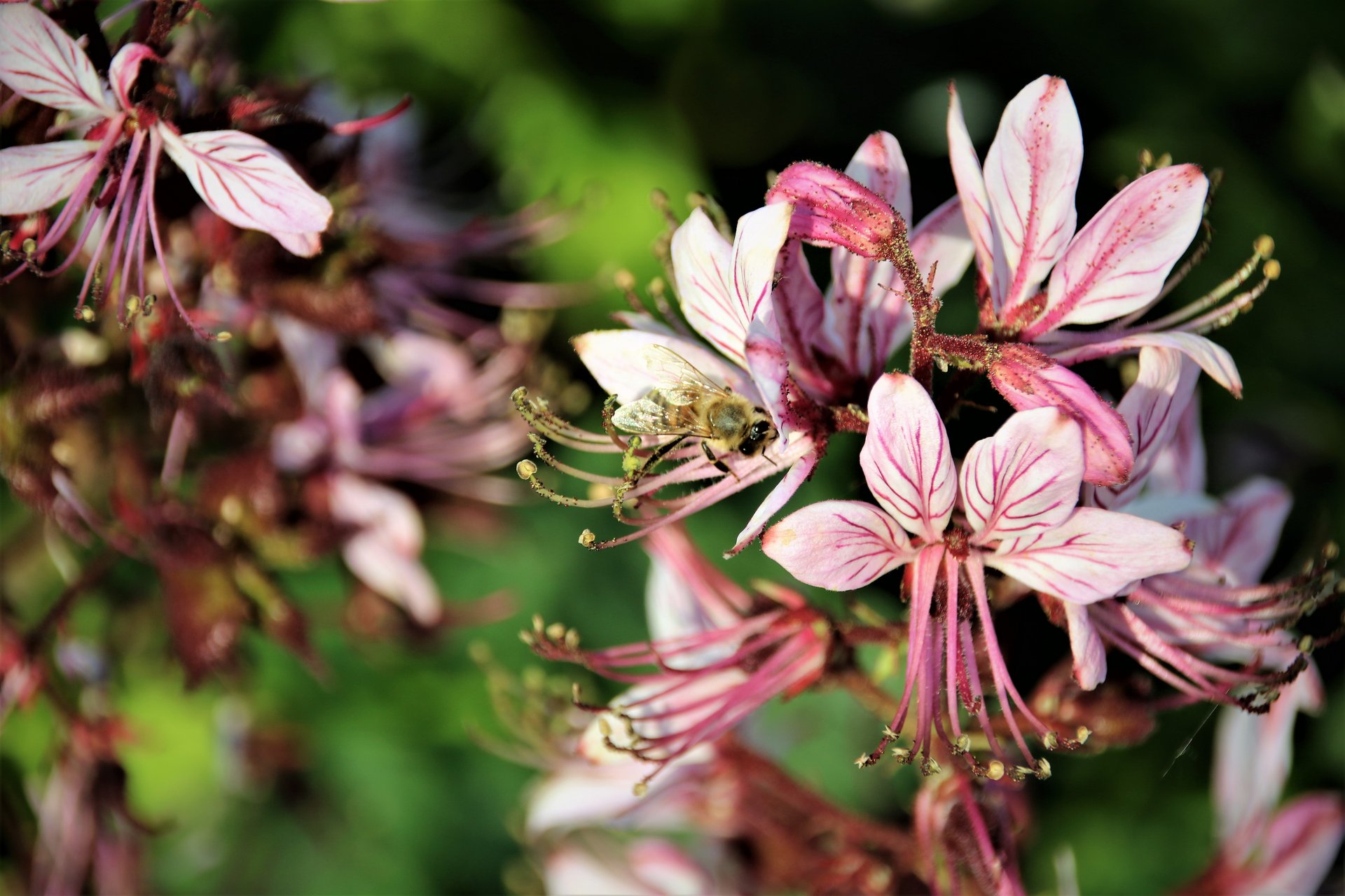 Blühende Lilie im Garten mit Biene