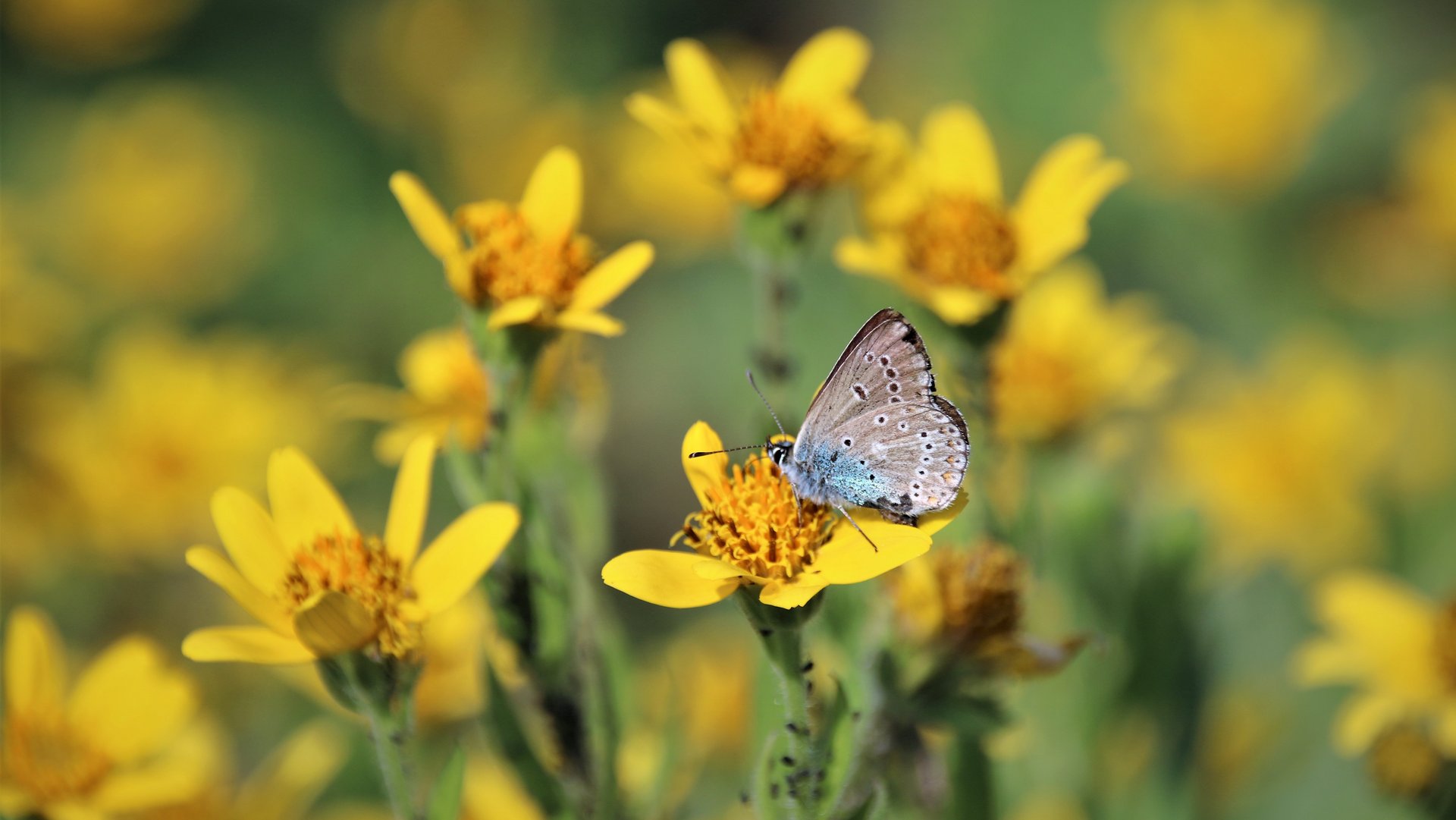 Arnika Bläuling sitzt auf einer gelben Blume.