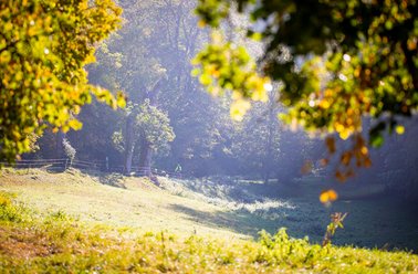 Eine schöne Naturlandschaft bestehend aus einer Wiese und ganz vielen Bäumen drum herum.