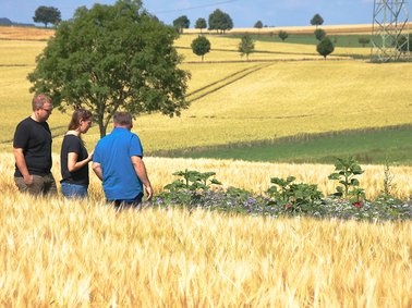 Three people standing in a golden wheat field near green plants under a tree on a sunny day