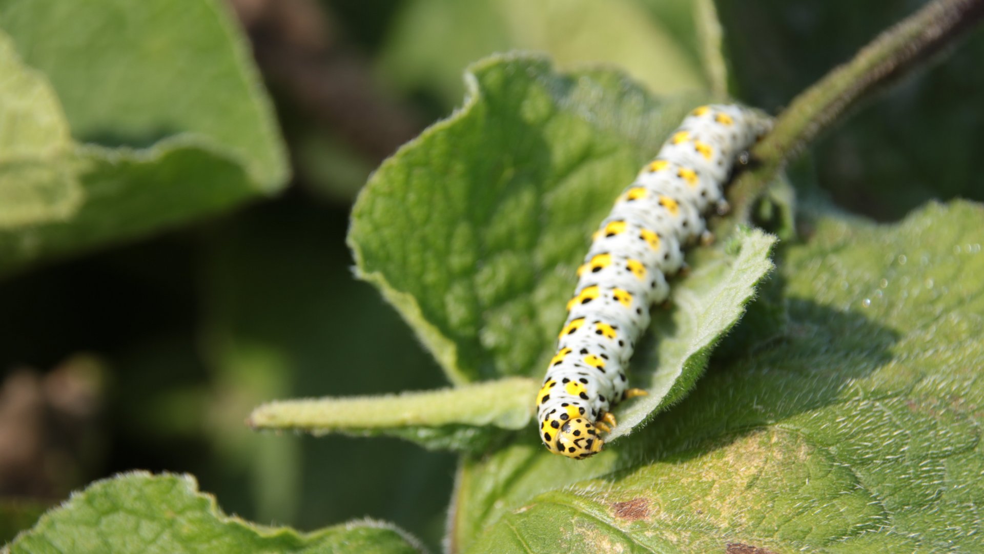 Nahaufnahme einer gelb-schwarzen Raupe auf einem Blatt.
