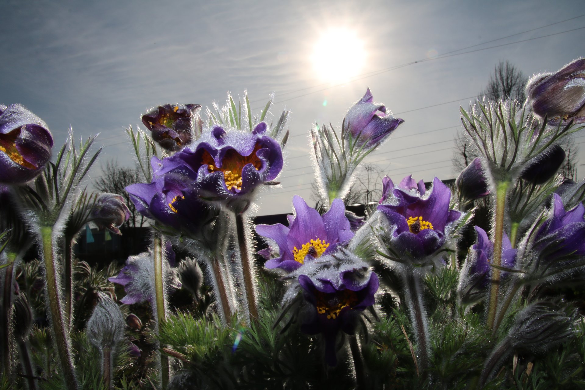 Küchenschelle in voller Blüte unter der Sonne