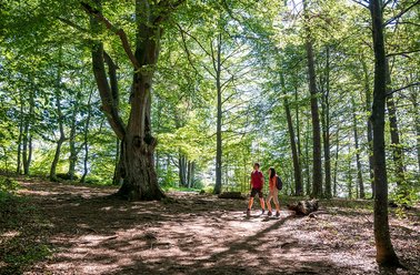 Zwei Wanderer im Wald unter grünen Bäumen.