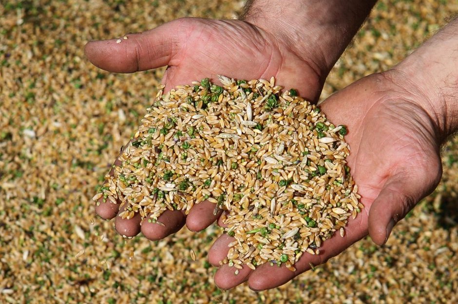 Hands holding a handful of harvested rice grains with husks