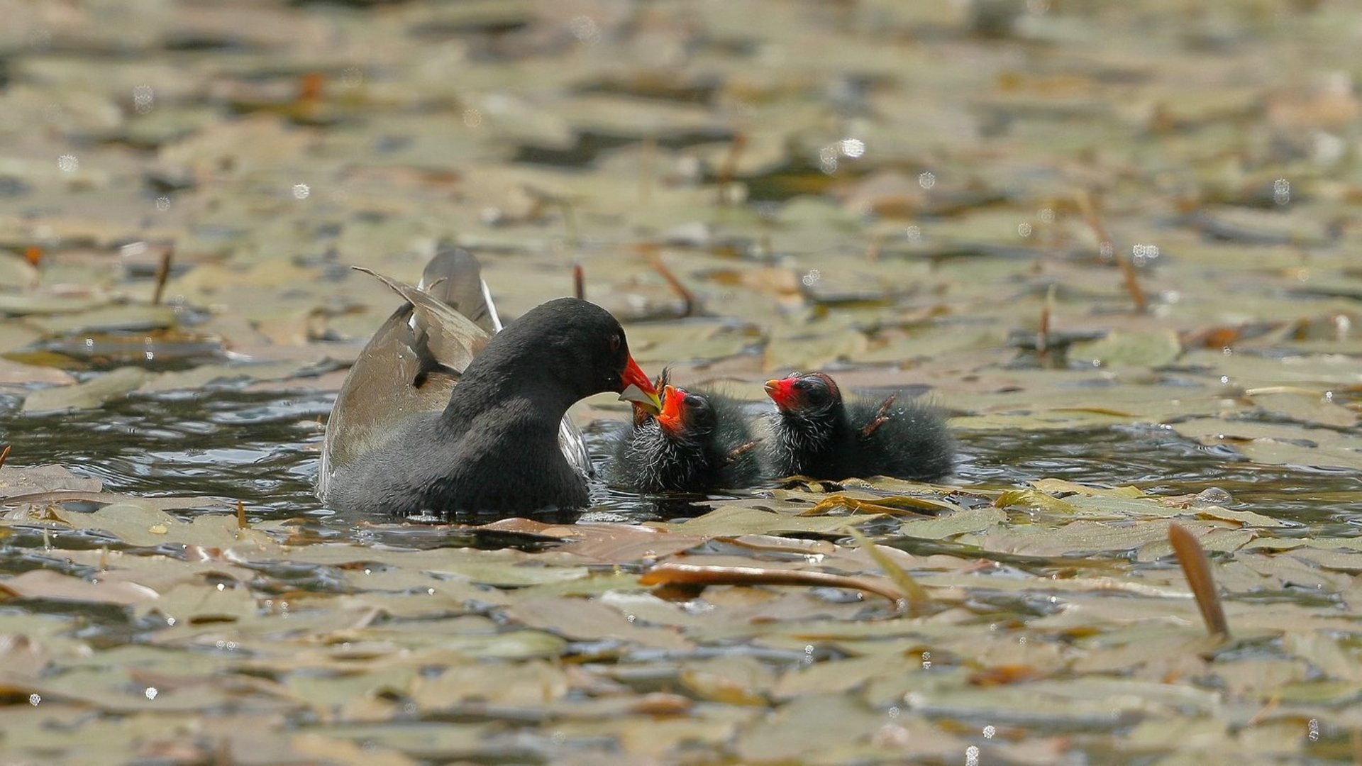 Teichhuhn füttert seine Jungen im Wasser